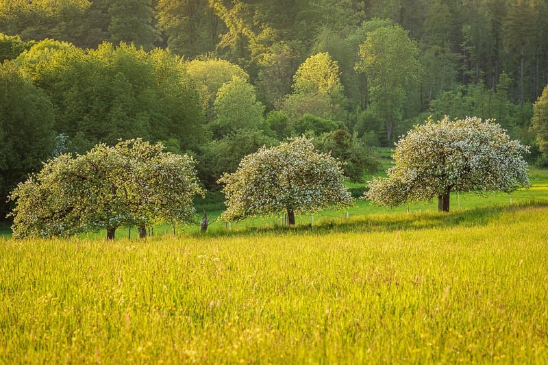 Fruit Trees