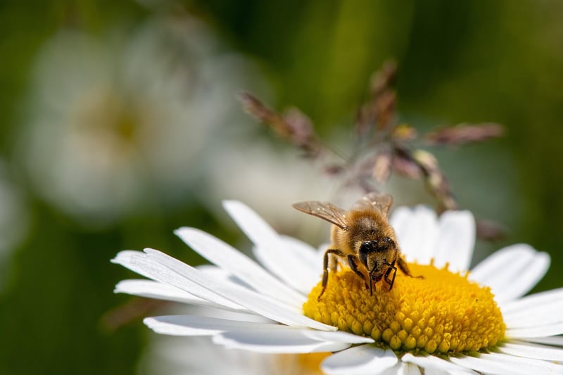 Beautiful daisies