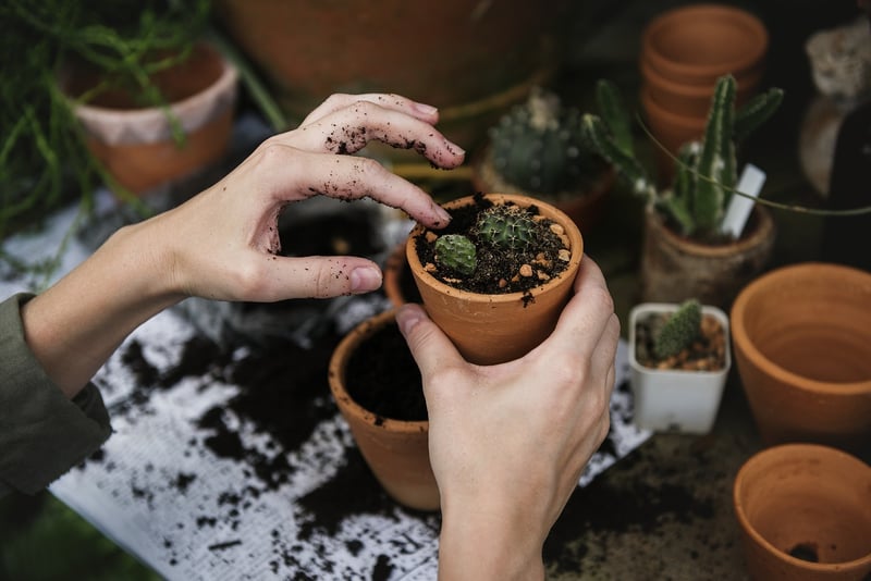 Windowsill Herb Garden