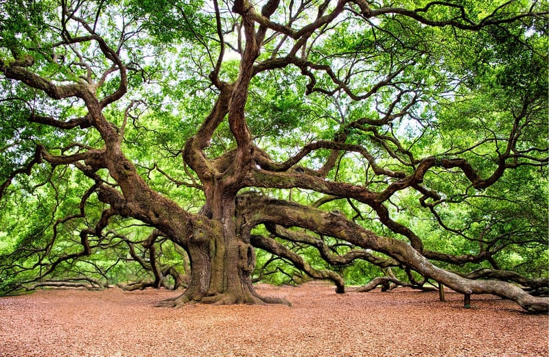 Lush green tree
